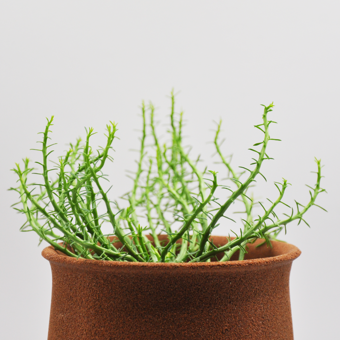 植物に優しい TRONCO Vock Bucket 火山岩で作られた鉢 – quote