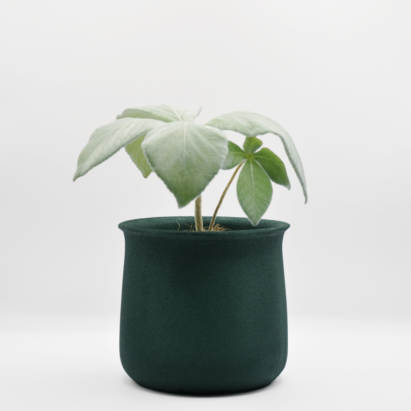 植物に優しい TRONCO Vock Bucket 火山岩で作られた鉢 – quote