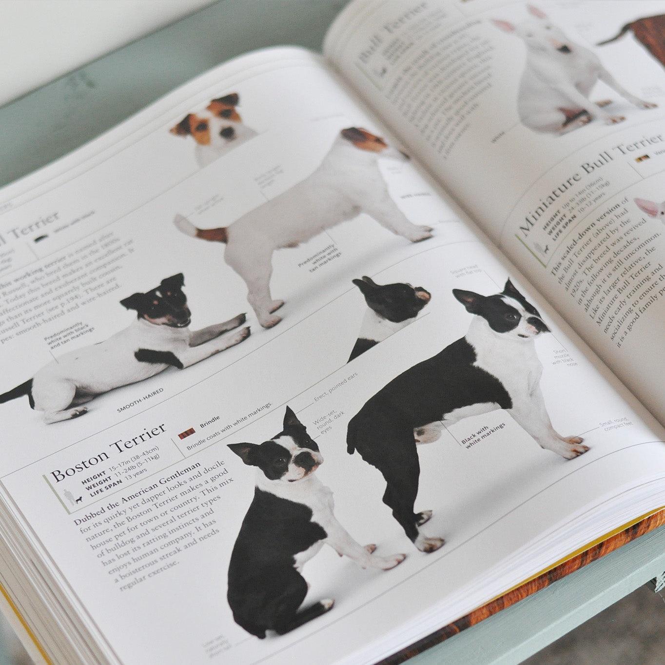 洋書 THE DOG ENCYCLOPEDIA THE DEFINITIVE VISUAL GUIDE 動物